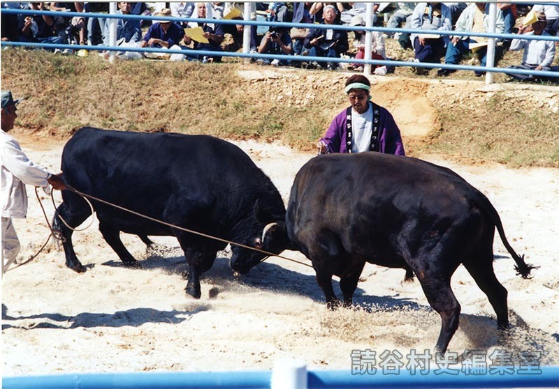 第7回まつり闘牛大会（読谷むら咲むら闘牛場）