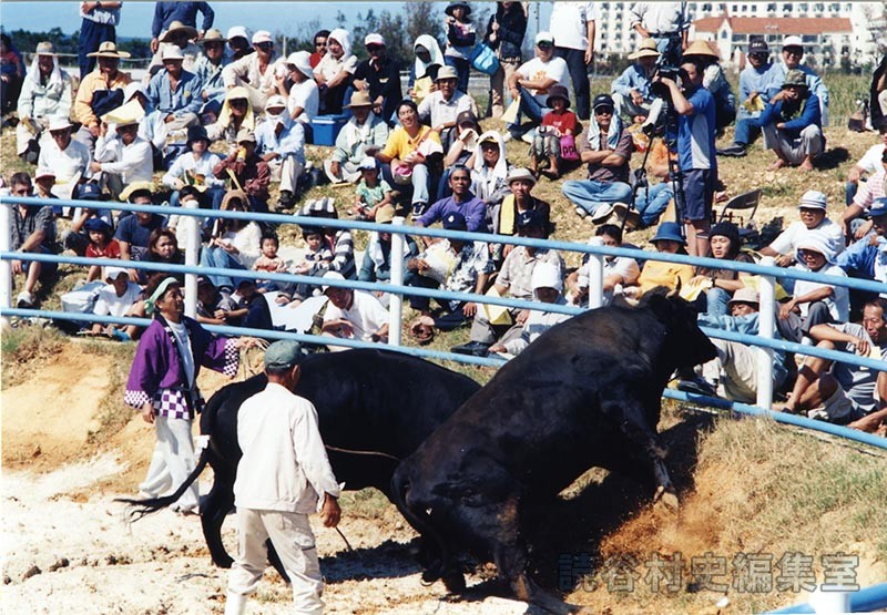第7回まつり闘牛大会（読谷むら咲むら闘牛場）