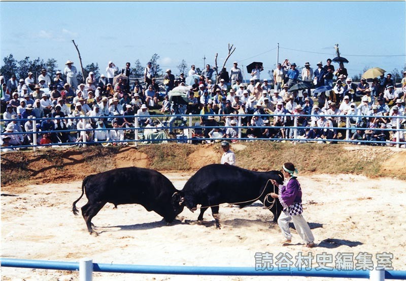第7回まつり闘牛大会（読谷むら咲むら闘牛場）