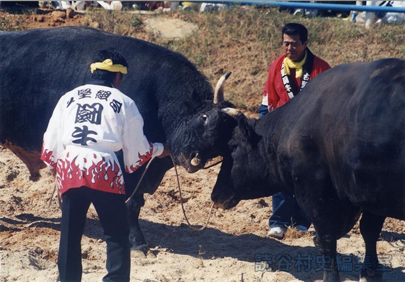 第7回まつり闘牛大会（読谷むら咲むら闘牛場）