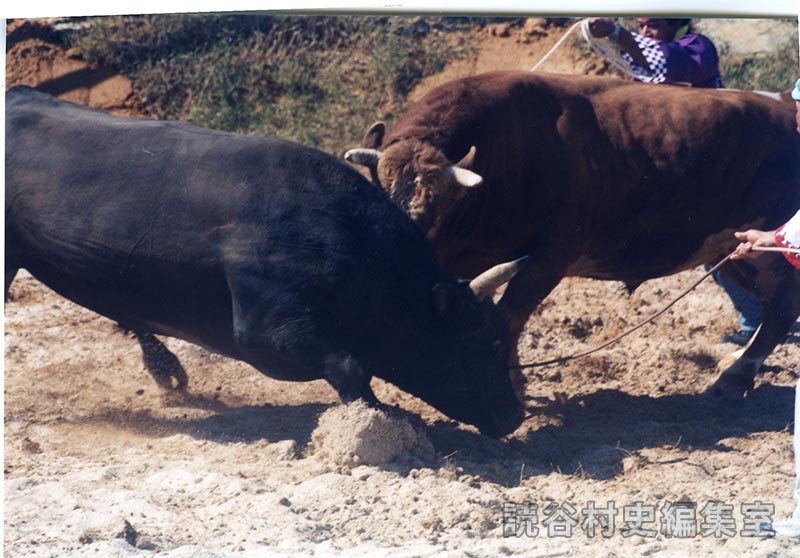 第7回まつり闘牛大会（読谷むら咲むら闘牛場）