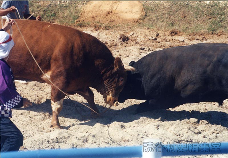 第7回まつり闘牛大会（読谷むら咲むら闘牛場）