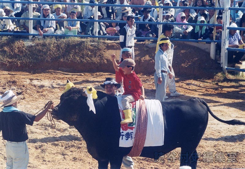 第7回まつり闘牛大会（読谷むら咲むら闘牛場）