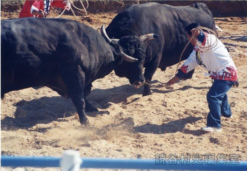 第7回まつり闘牛大会（読谷むら咲むら闘牛場）
