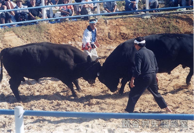 第7回まつり闘牛大会（読谷むら咲むら闘牛場）