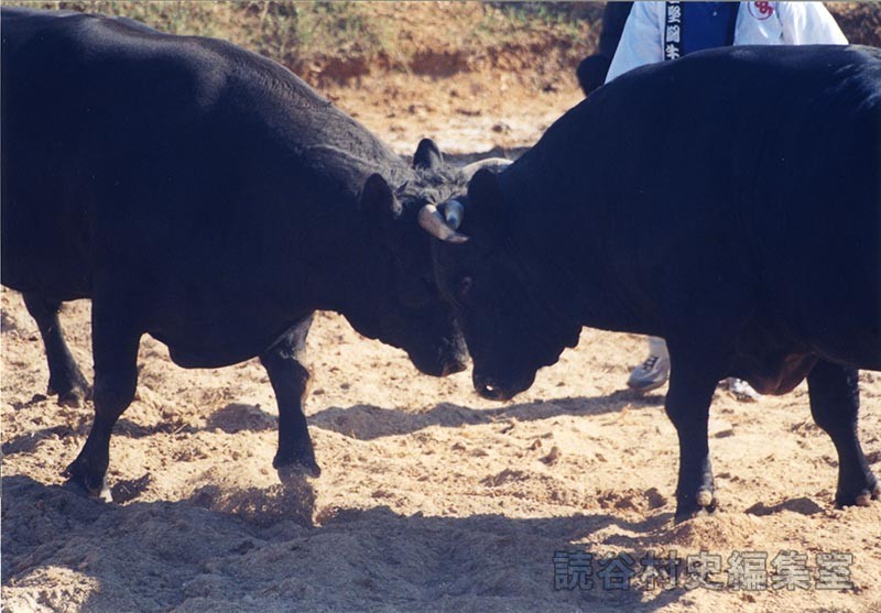 第7回まつり闘牛大会（読谷むら咲むら闘牛場）