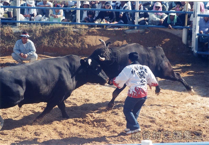 第7回まつり闘牛大会（読谷むら咲むら闘牛場）