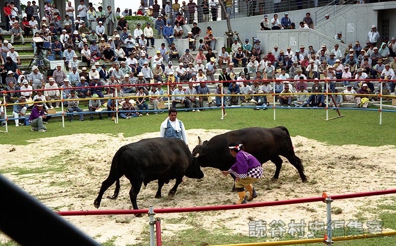 まつり闘牛大会（文化センター　ふれあい広場）
