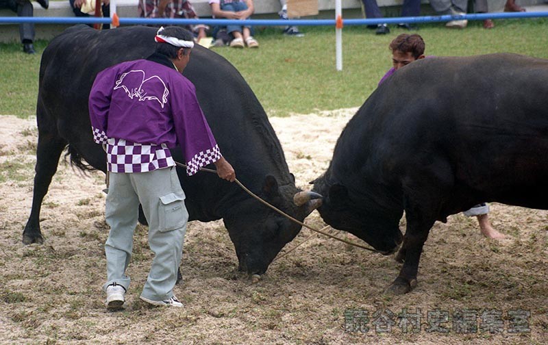 まつり闘牛大会（文化センター　ふれあい広場）