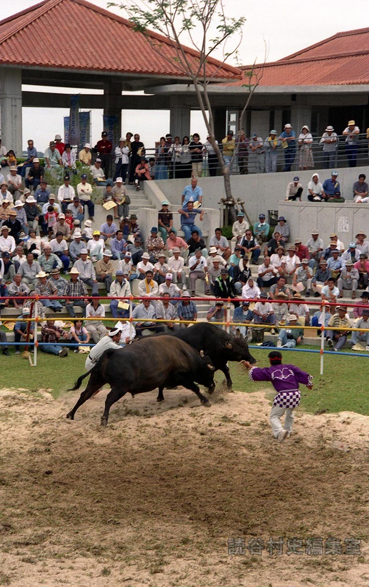 まつり闘牛大会（文化センター　ふれあい広場）