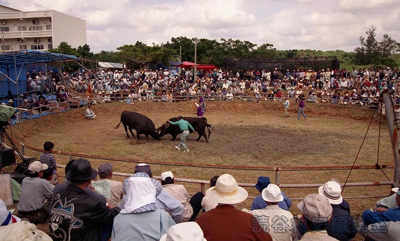第5回まつり闘牛大会（楚辺闘牛場）