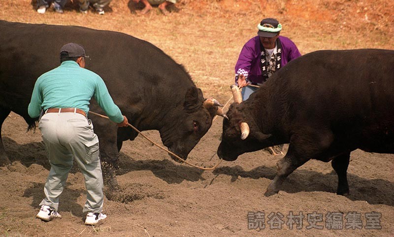 第5回まつり闘牛大会（楚辺闘牛場）