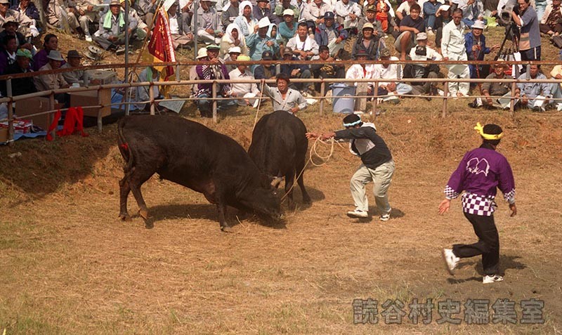 第5回まつり闘牛大会（楚辺闘牛場）
