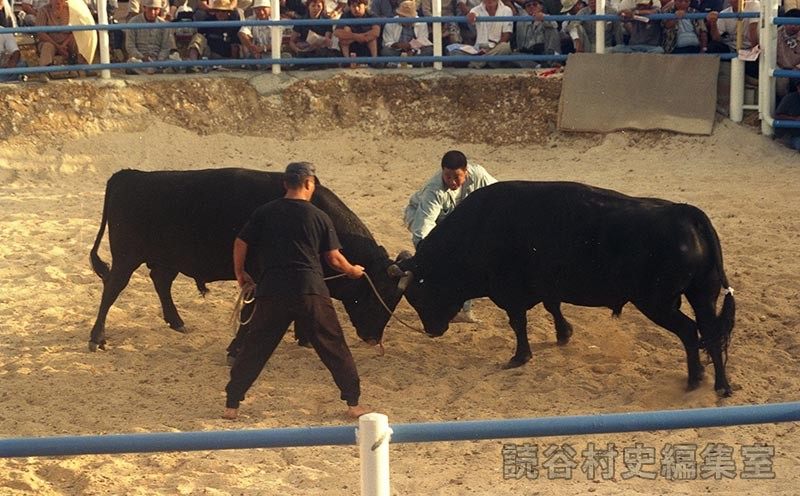 第6回まつり闘牛大会