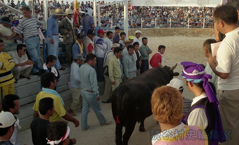 第6回まつり闘牛大会