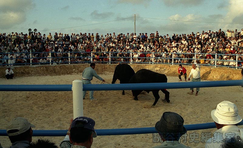 第6回まつり闘牛大会