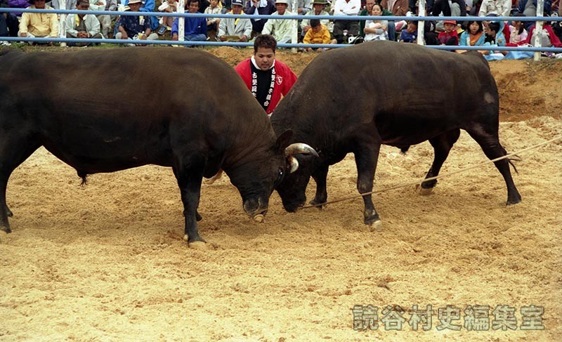 まつり闘牛大会