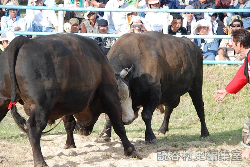 闘牛大会