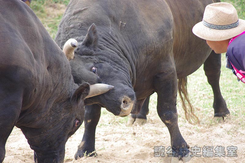 闘牛大会