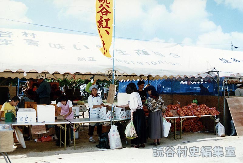 会場風景　読谷紅いも