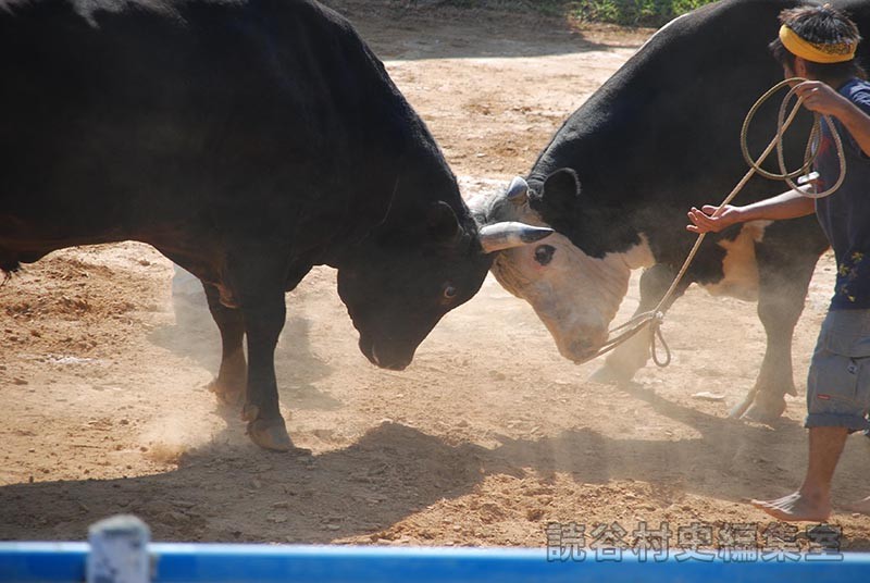 闘牛大会（読谷むら咲むら闘牛場）