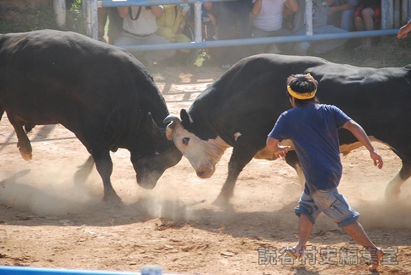 闘牛大会（読谷むら咲むら闘牛場）