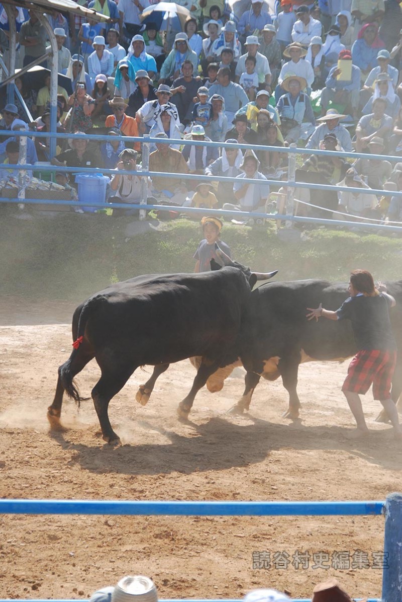 闘牛大会（読谷むら咲むら闘牛場）
