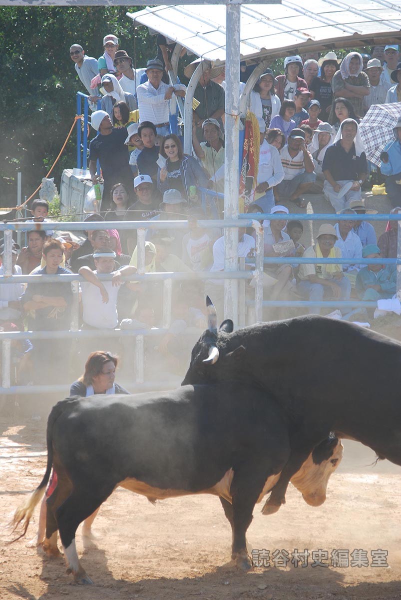 闘牛大会（読谷むら咲むら闘牛場）