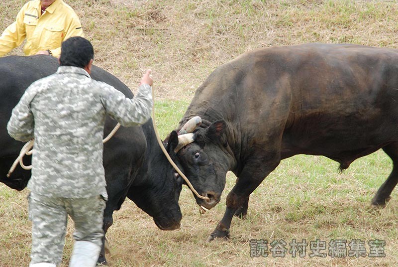 闘牛大会